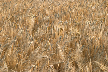 wheat ear
