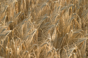 wheat ear