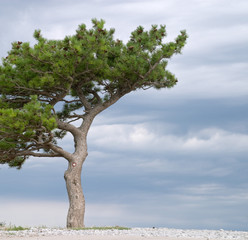 sea pine tree