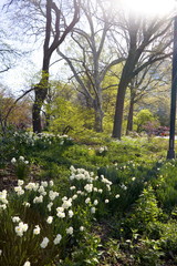 Fototapeta premium dawn in the park