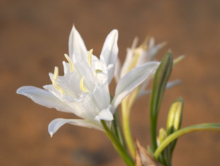 wild white flower (lily) on sand dunes