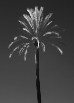 palm tree ir