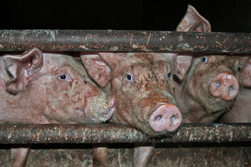 three little pigs pink