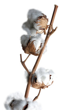 coton branche s&egrave;che