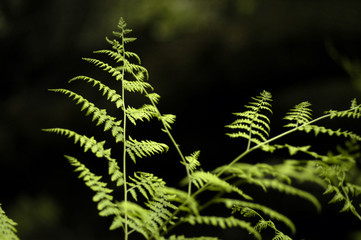 first ferns
