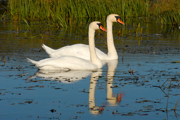 swans