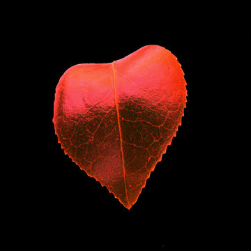 camelia's heart