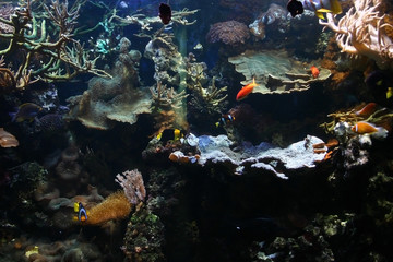 exotic fish tank 01