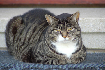 wohlgenährte katze
