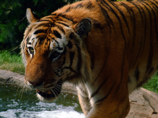 bengal tiger