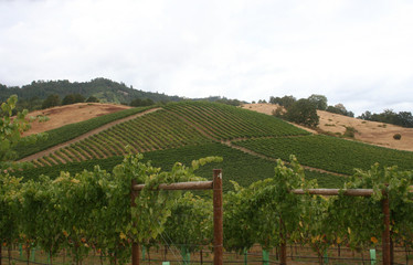 Fototapeta na wymiar maintained vineyard
