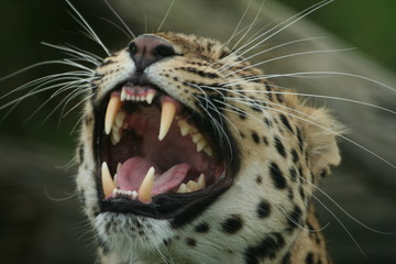 amur leopard - obrazy, fototapety, plakaty
