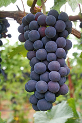 blue grape cluster