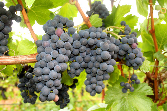 wine grape clusters