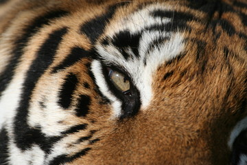 eye of the tiger