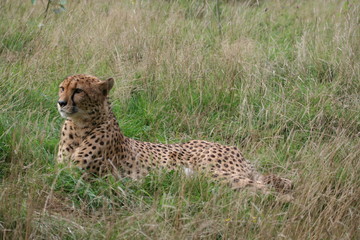 cheetah