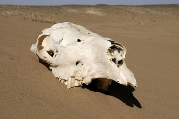 crâne de chameau