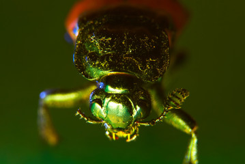 muzzle of the red bug