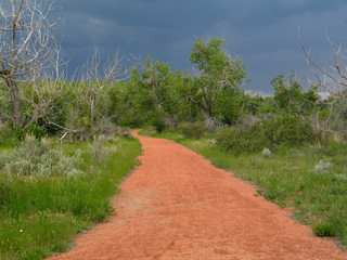 pathway to the bushes
