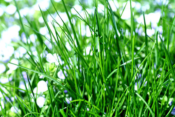 grass
