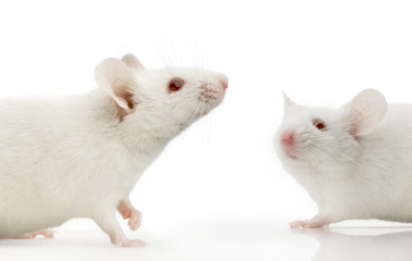 souris blanche