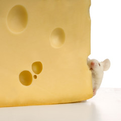 souris et fromage