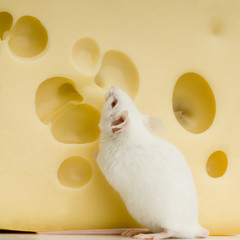 souris et fromage