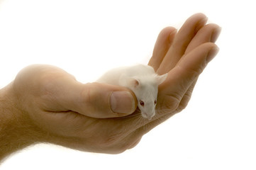 souris blanche