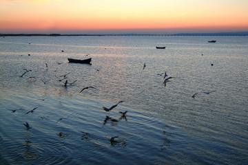 dinner of the seagulls