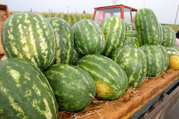 watermelons