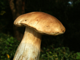 mushroom