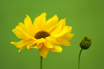 yellow flower