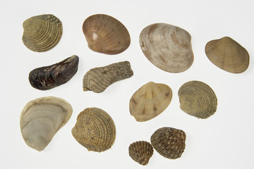 shells-10