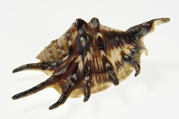 Fototapeta premium shells-4