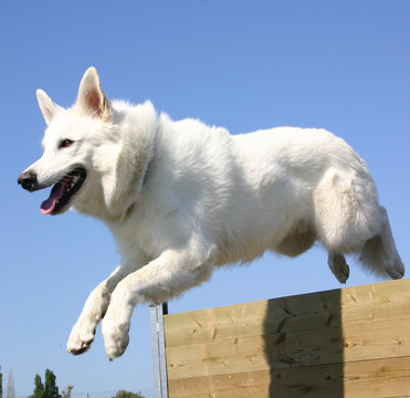 Berger Blanc Suisse