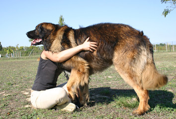 leonberg et sa maitresse