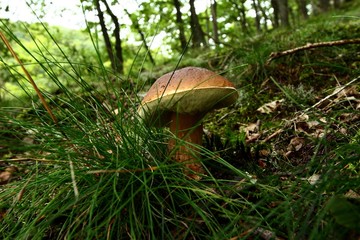 steinpilz im wald