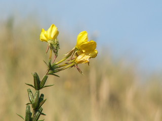 fleur jaune