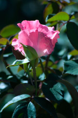 Obraz na płótnie Canvas delicate pink rose