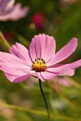 Obraz premium pink flower