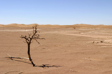 arbre mort dans le désert