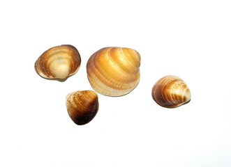 seashell