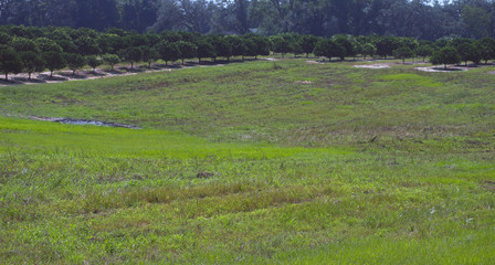 long lines of orange trees on hill