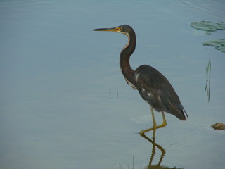 tri colored heron 3