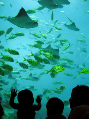 georgia aquarium - 1324737