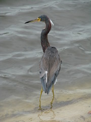 tri colored heron 5