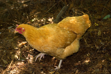 golden hen
