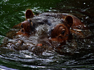 hippo 2