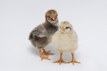 chicken