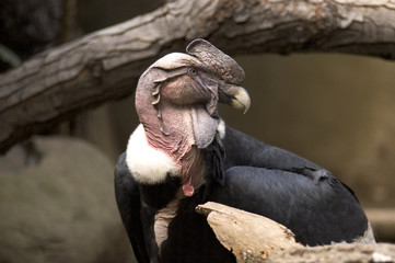 andean condor vulture